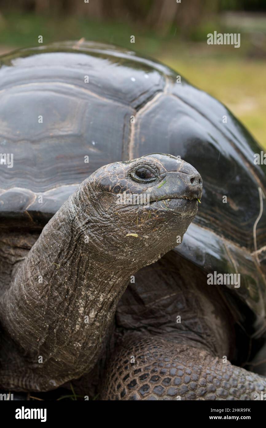 Tartaruga gigante di Aldabra; gigantea di Aldabrachelys; in pioggia; Seychelles Foto Stock