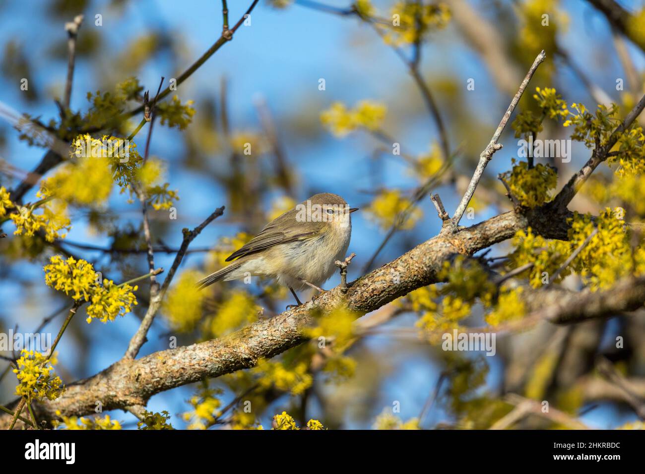 Chiffchaff; Phylloscopus collybita; su Cornus mas 'Golden Glory'; UK Foto Stock