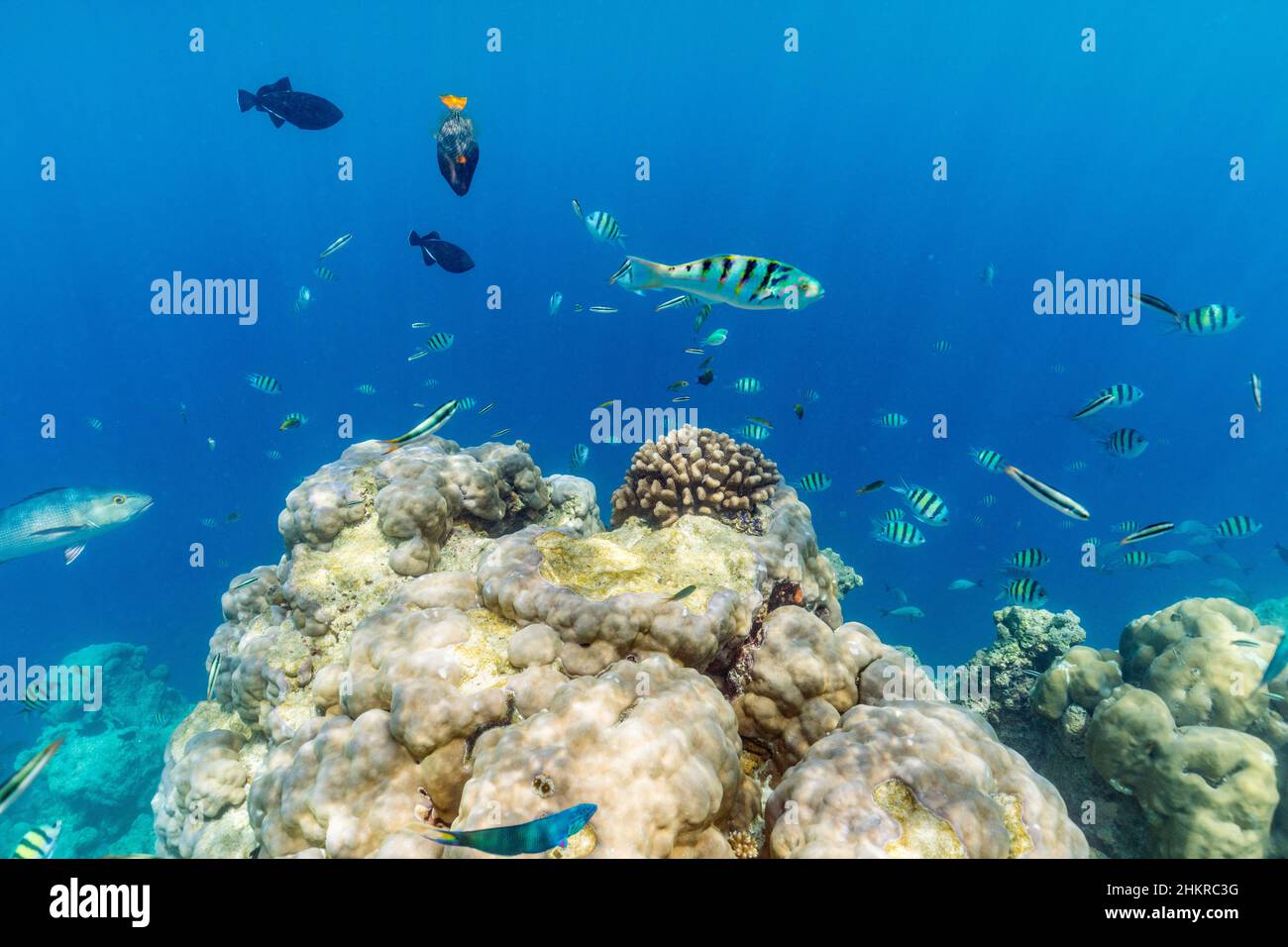 Nuoto di pesce; Maldive Foto Stock