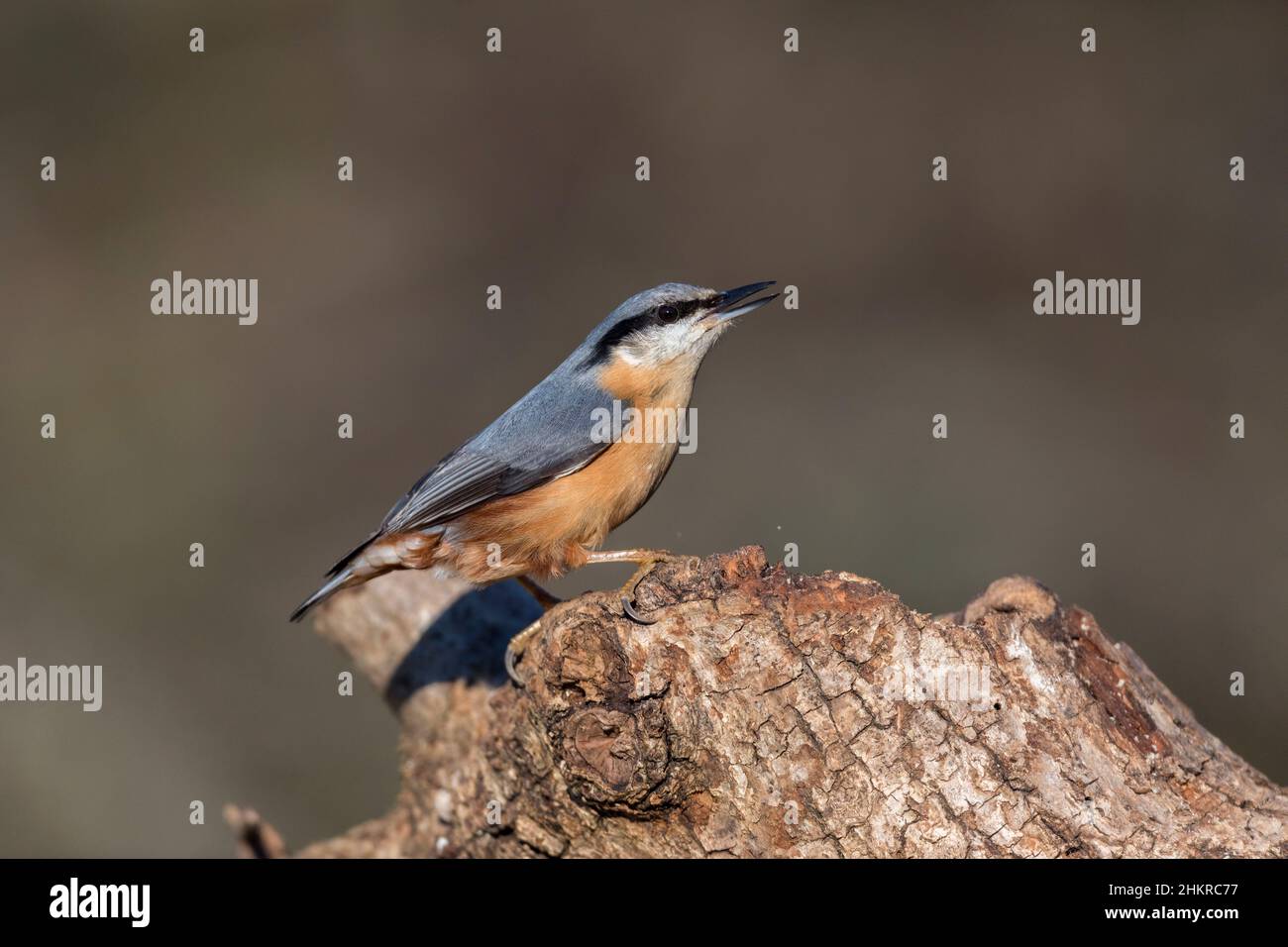 Nuthatch; Sitta europaea; on Log; Beak Open; UK Foto Stock