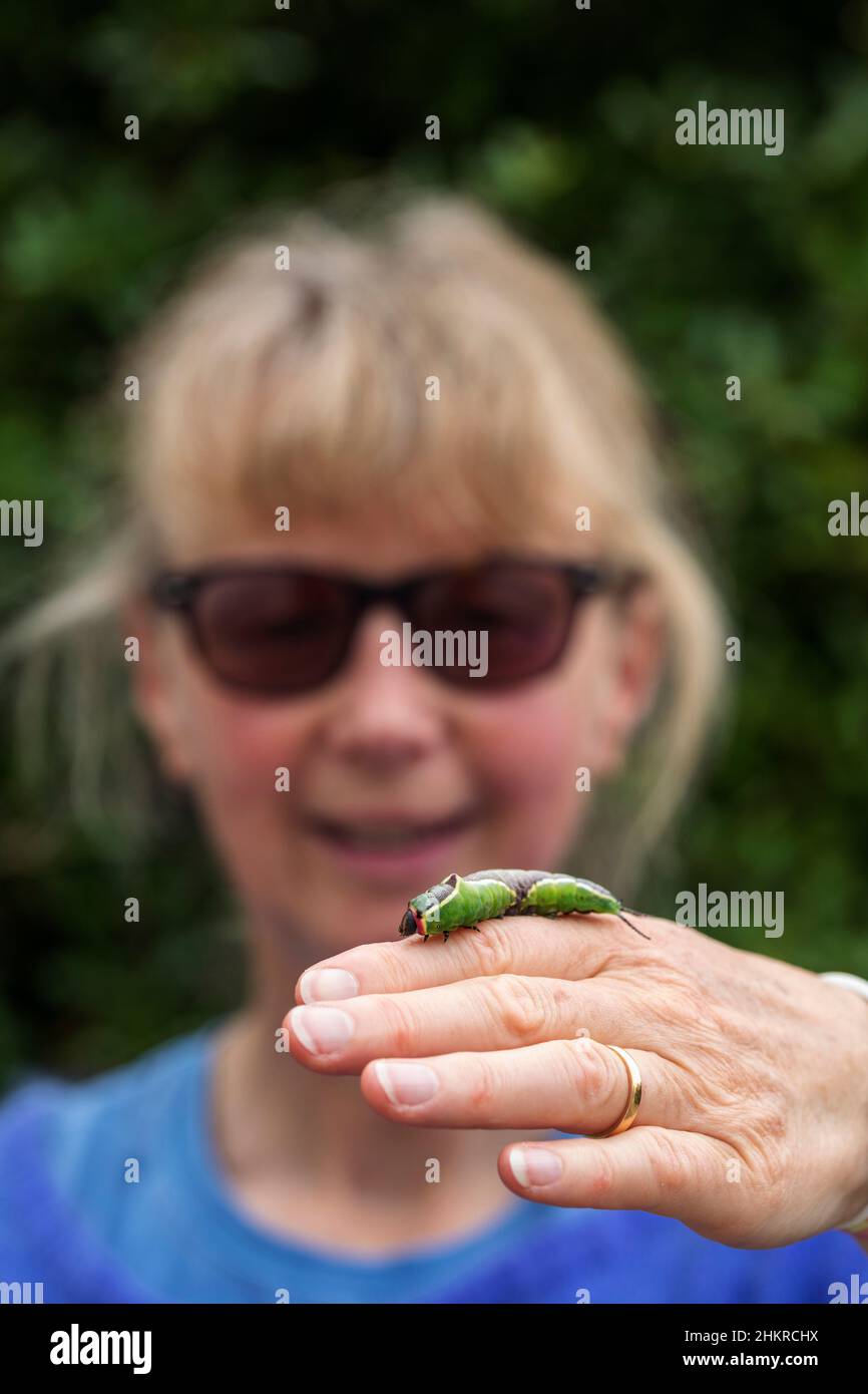 Puss Moth Larva; Cerura vinula; da donna; UK Foto Stock