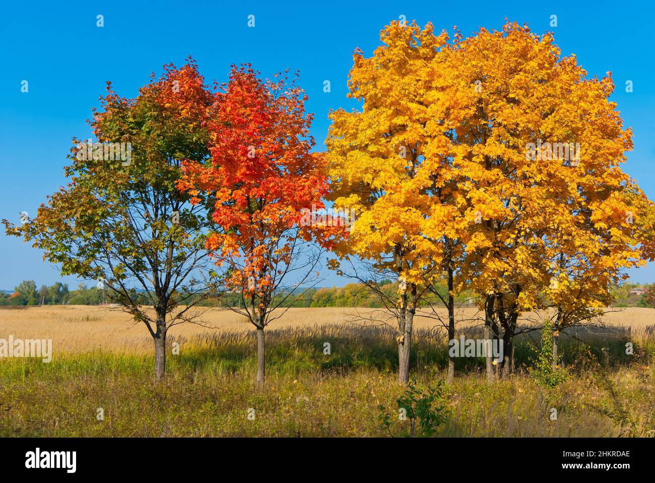 Foglie colorate su alberi di acero Foto Stock