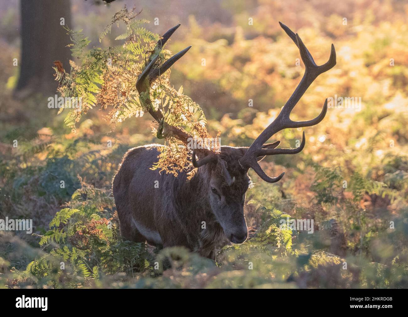 Uno Stag Roy Red Deer , che mostra le sue formelle adornate in bracken per impressionare le Signore. . Nella stagione di rutting in gloriosi colori autunnali. REGNO UNITO Foto Stock