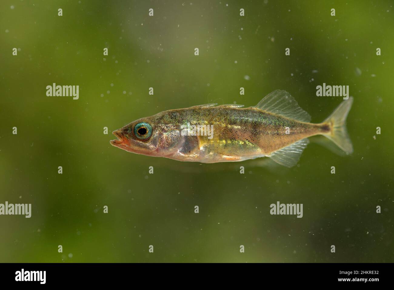 Stickleback; Gasterosteus aculeatus; maschio; UK Foto Stock