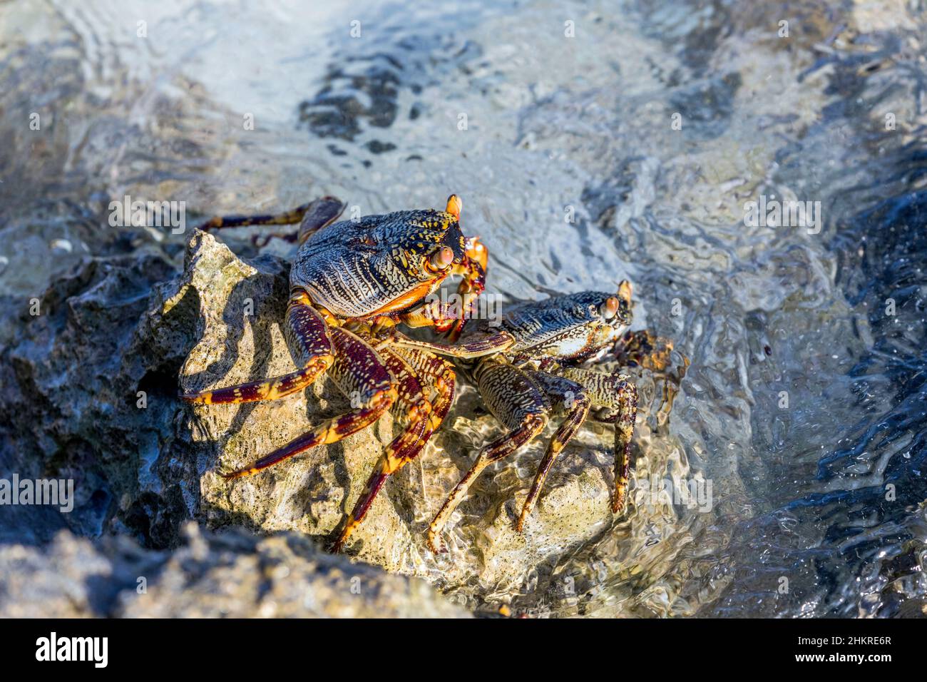 Granchio di roccia a piedi rapidi; Grapsus albolineatus; Maldive Foto Stock