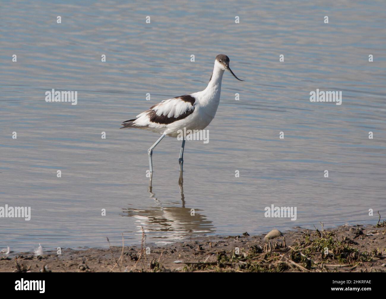 Un Avocet impressionante ( Recurvirostra avosetta ) in piedi in acqua . uno dei progetti di conservazione e di protezione di maggior successo.Suffolk, Regno Unito Foto Stock