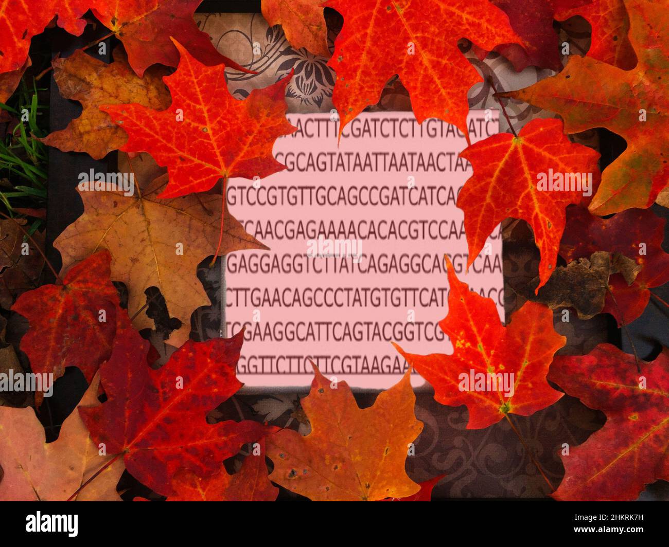 Un segmento della sequenza genetica per sars-cov-2, il virus sottostante Covid-19, su una piastrella circondata da foglie colorate, Ontario, Canada. Concettuale. Foto Stock