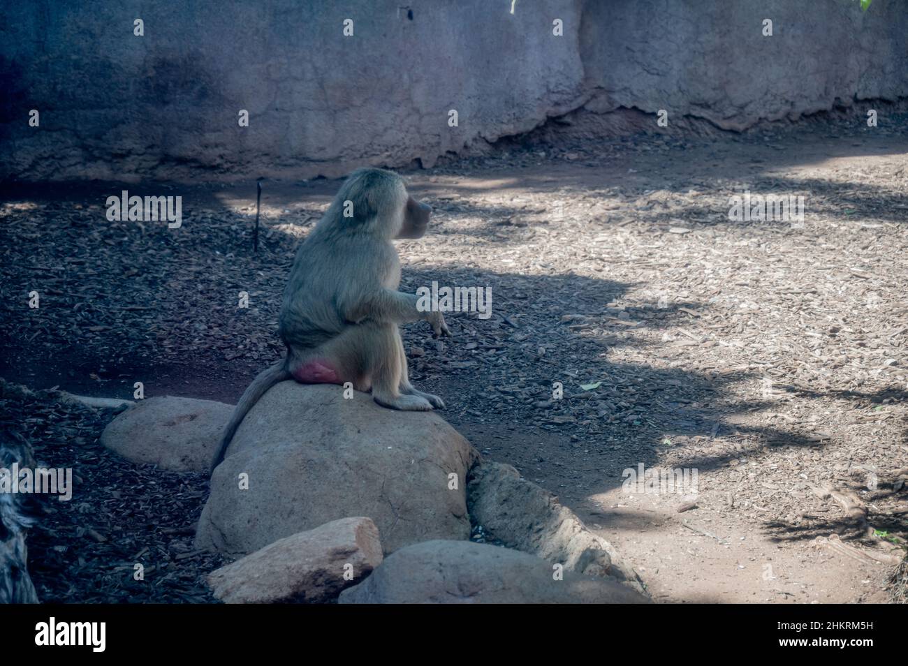 Baboon seduto su una roccia nello Zoo di Honolulu Foto Stock