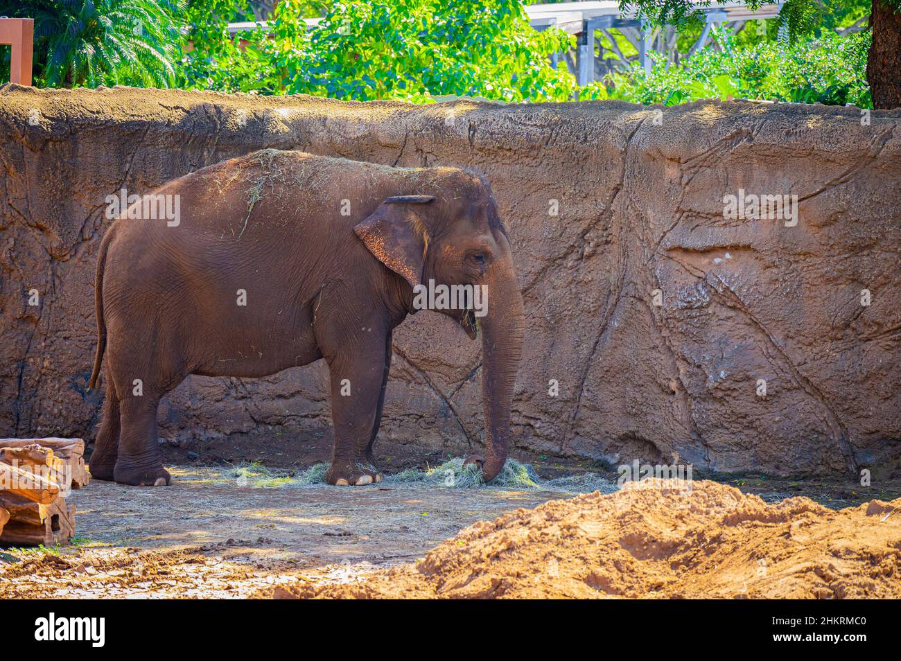 Vista del bellissimo elefante che mangia il fieno nello Zoo di Honolulu Foto Stock