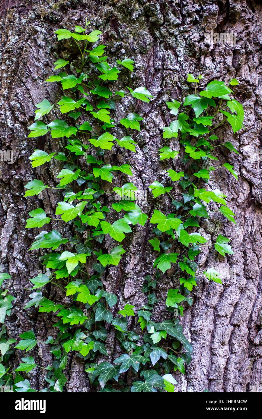 Steli giovani di edera (Hedera Helix, edy europeo). Foglie giovani di super-riduttore sempreverdi, sfondo verticale di struttura di corteccia di albero, primo piano colpo di Foto Stock