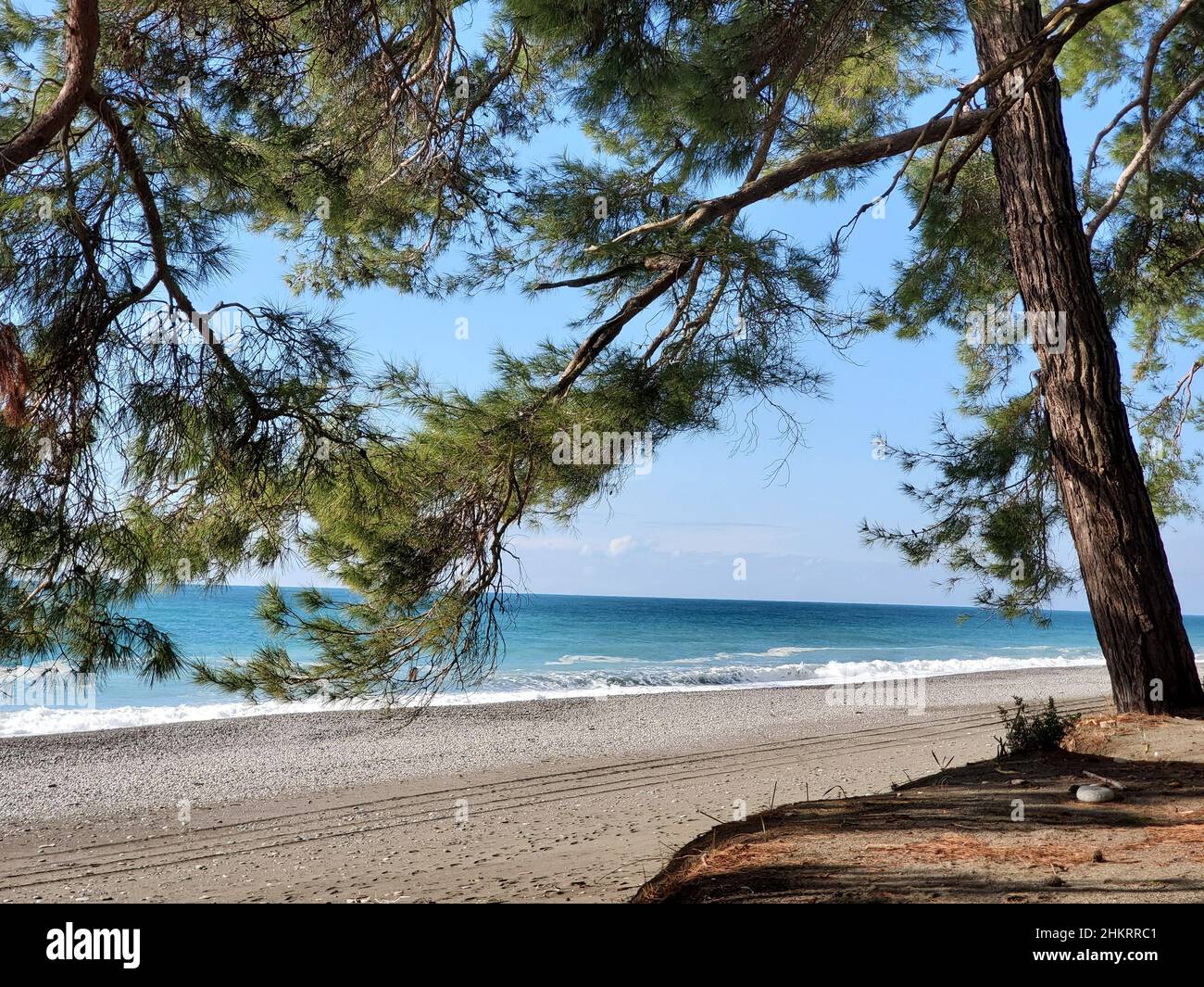 Pineta Pitsunda sulla costa dal mare blu. Foto Stock