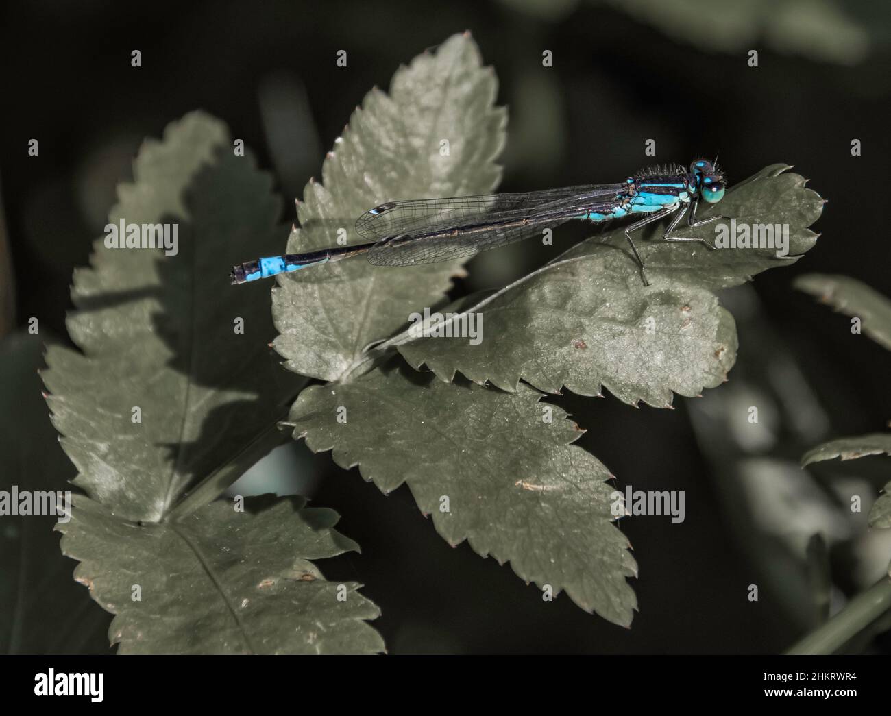 Bellissima damselfly blu Foto Stock