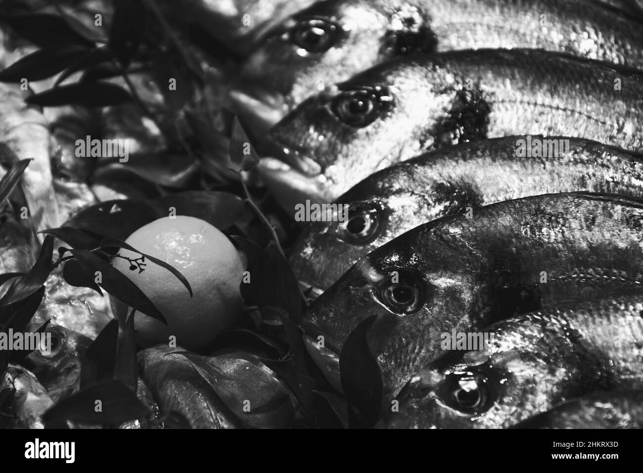 European bass and Brill for sale et mercato del pesce in Francia. Il pesce ha nutrienti importanti, come proteine, vitamina D, omega-3. Foto in bianco e nero Foto Stock