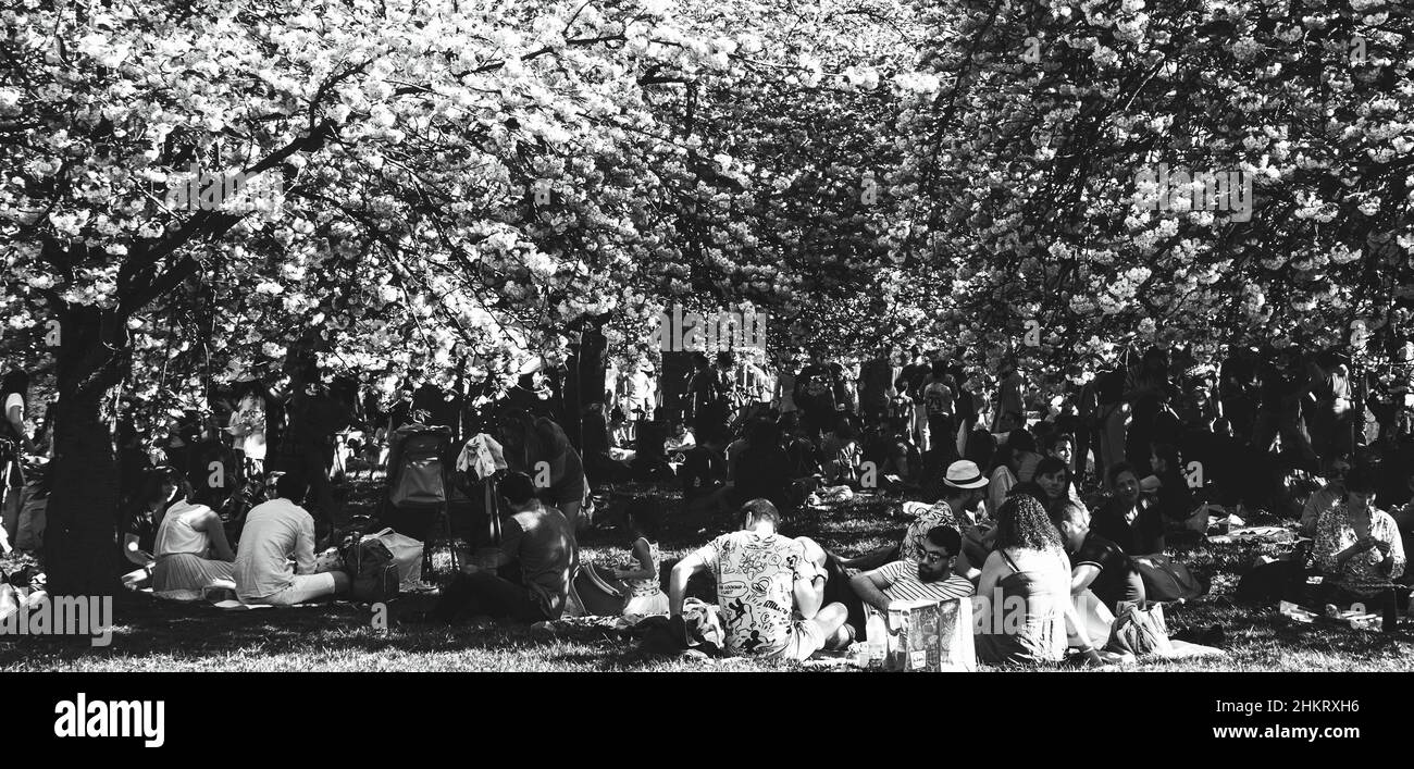 SCEAUX, FRANCIA - 20 APRILE 2019: Festa della fioritura dei ciliegi. Celebrazione Hanami nel parco Sceaux vicino a Parigi. Le persone ammirano e picnic. Foto in bianco e nero Foto Stock