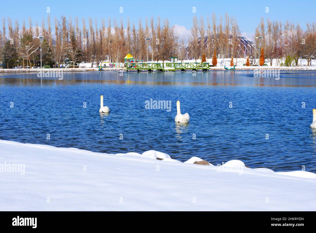 Bellissimi cigni bianchi che nuotano al lago in una soleggiata giornata invernale innevata con cielo limpido Foto Stock