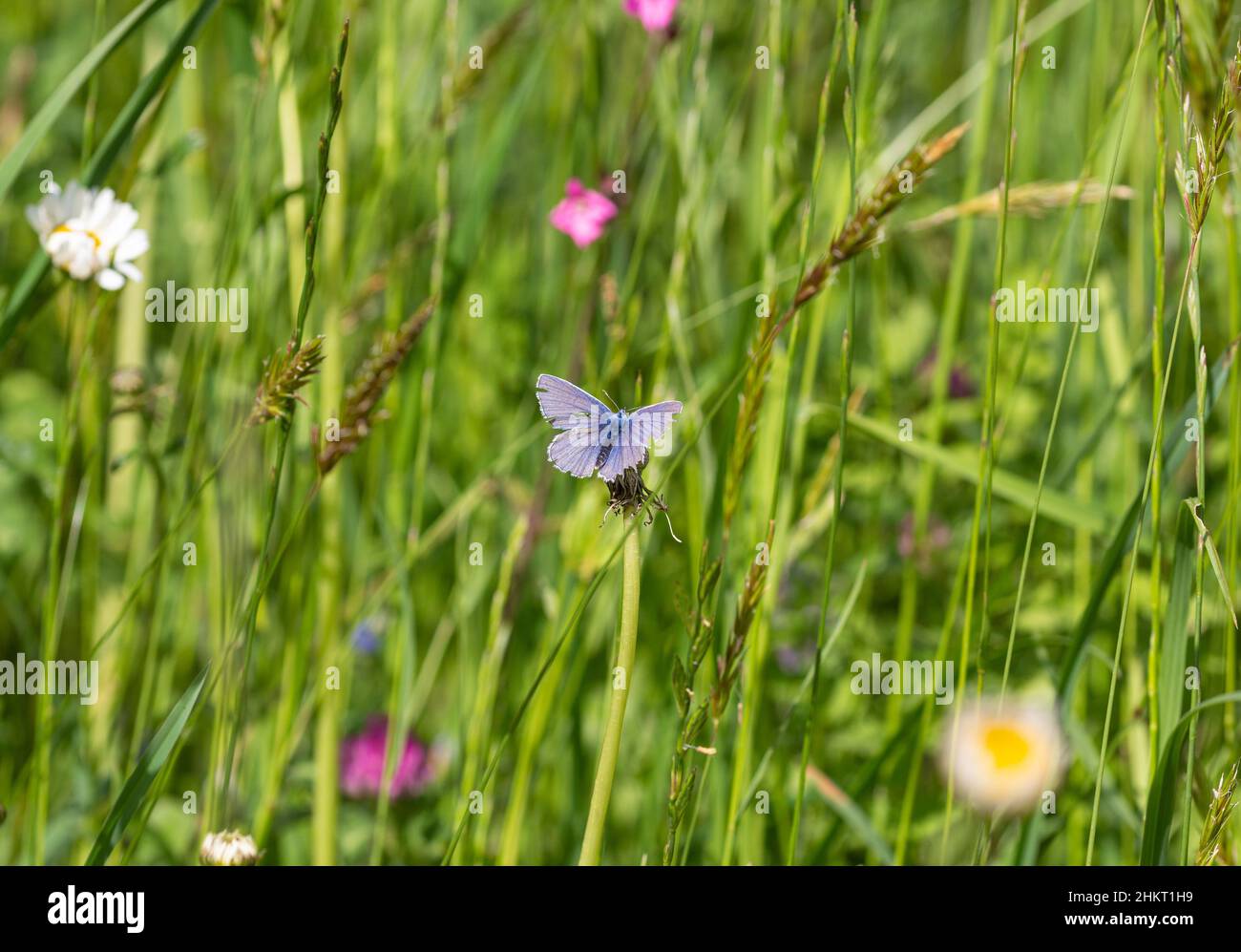 macro di una farfalla blu comune su un germoglio di dente di leone in prato di montagna durante l'estate nelle alpi con sfondo sfocato Foto Stock