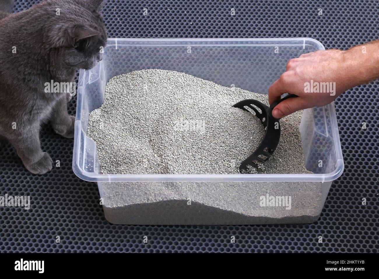 L'uomo pulisce la lettiera. La mano tiene una paletta con un grumo. Riempitivo per graffiature. Foto Stock