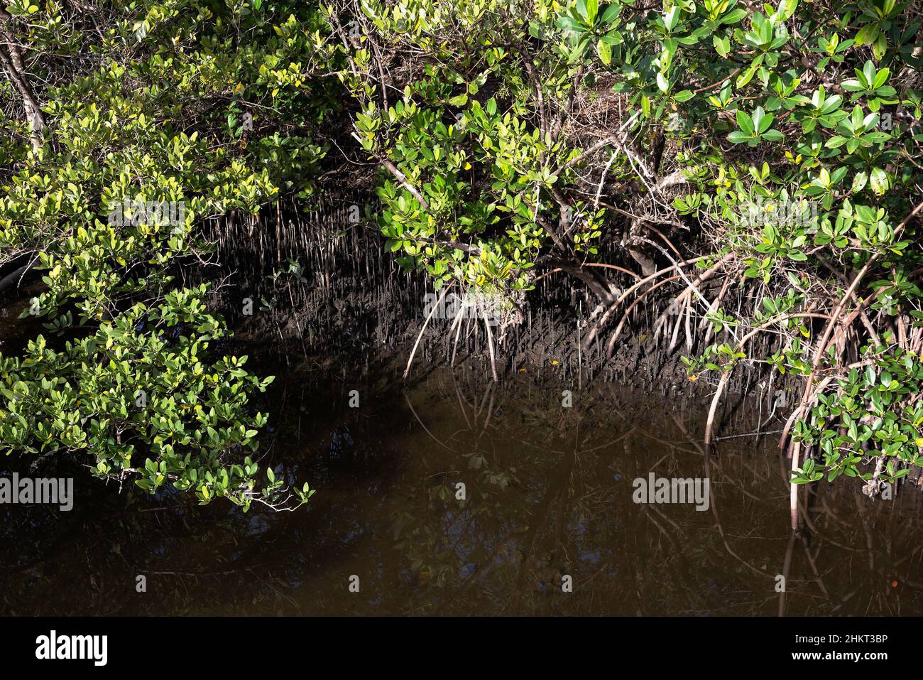 Dettaglio delle radici d'aria di mangrovie rosse e delle radici di mangrovie nere esposte durante la bassa marea in una palude di mangrovie della Florida. Foto Stock