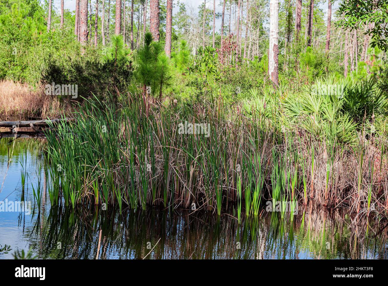 Lattails (bulrushes) che crescono nelle zone umide della Florida nel Tiger Bay state Park. Foto Stock