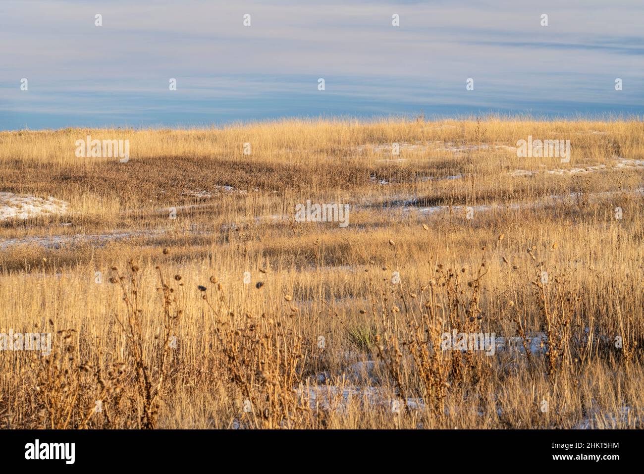 Erba secca e cardo, paesaggio invernale al tramonto ai piedi del Colorado - Area Naturale di Cathy Fromme Prairie Foto Stock