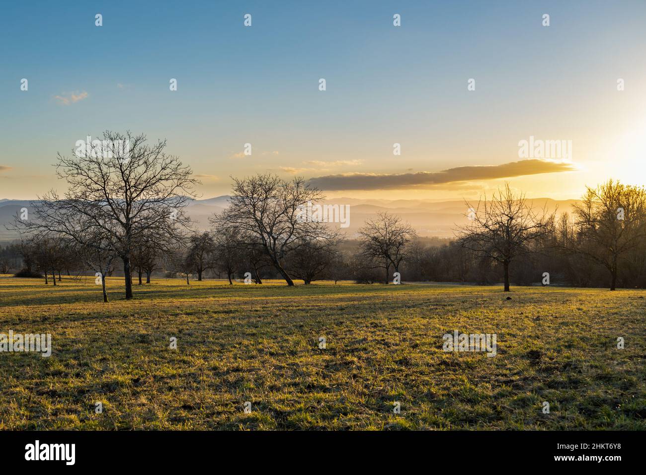 Germania, Schwörstadt - Tramonto tra alberi senza fronzoli sul prato in febbraio, sfondo montagne in Svizzera con nebbia Foto Stock