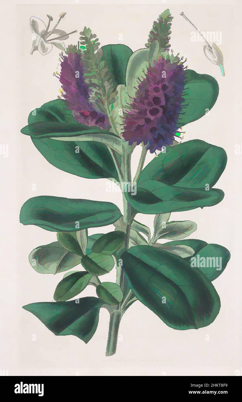 Arte ispirata da Veronica speciosa, Walter Fitch, 1843, Inghilterra, incisione, Opere classiche modernizzate da Artotop con un tocco di modernità. Forme, colore e valore, impatto visivo accattivante sulle emozioni artistiche attraverso la libertà delle opere d'arte in modo contemporaneo. Un messaggio senza tempo che persegue una nuova direzione selvaggiamente creativa. Artisti che si rivolgono al supporto digitale e creano l'NFT Artotop Foto Stock