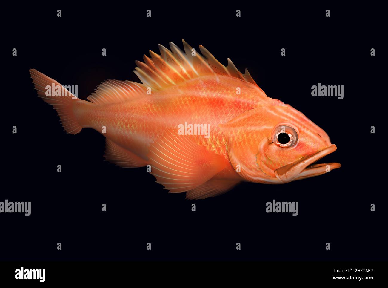 Il pesce rocca della ruvidità, il sebastes aleutianus anche conosciuto come il pesce rocca della gola nera o il pesce rocca della punta nera isolato sul rendering nero nel mare profondo. Foto Stock