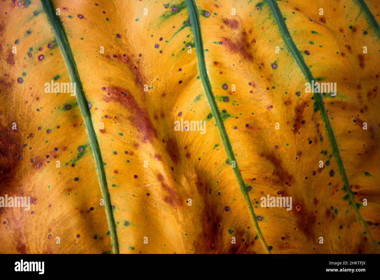 La foresta pluviale Borneo sabah malesia Foto Stock