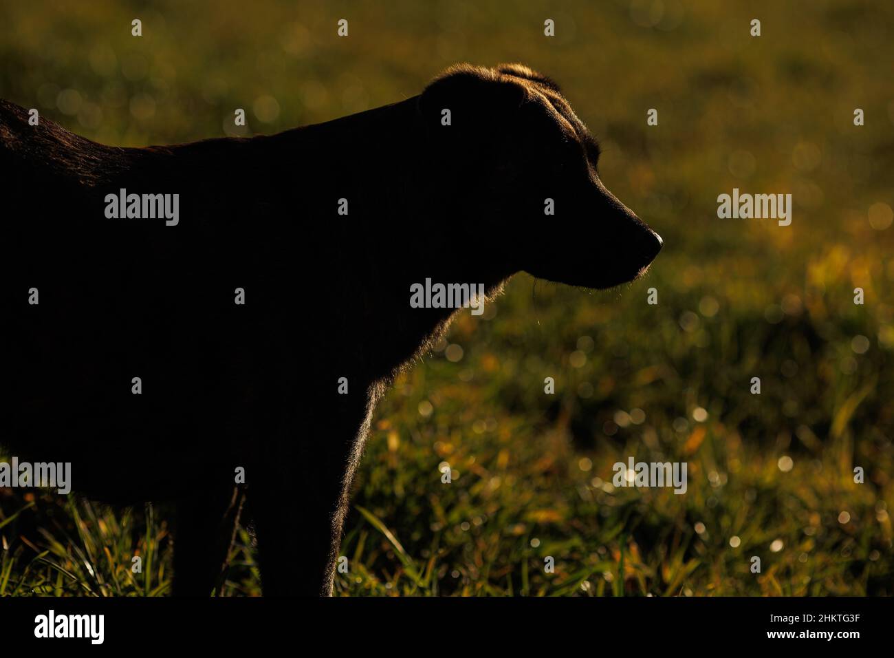 Cane nero in Silhouette nel campo Foto Stock