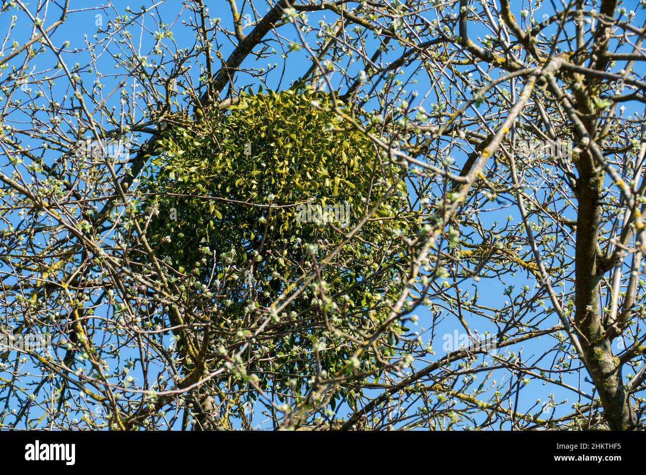 Mistel wächst in forma einer Kugel un einem alten Obstbaum Foto Stock