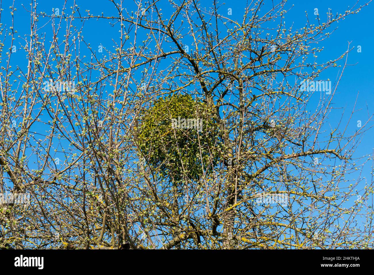 Mistel wächst in forma einer Kugel un einem alten Obstbaum Foto Stock