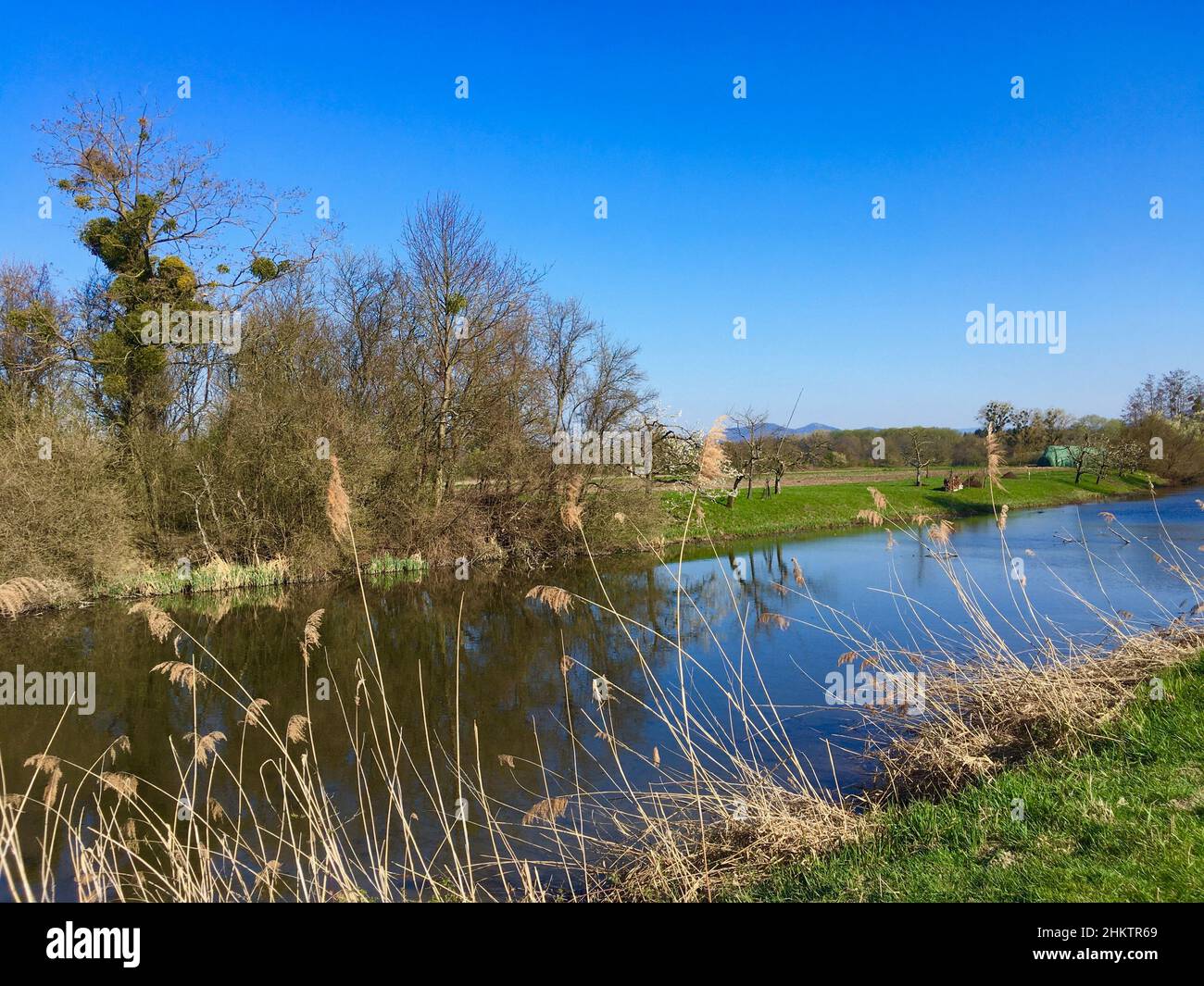 Altrheinzug Kanal Landschaft bei Iffezheim Foto Stock