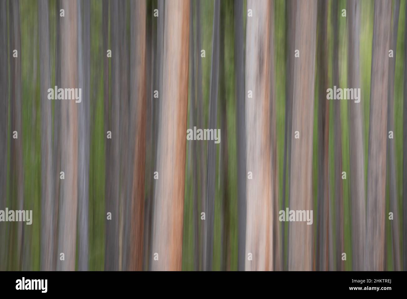 Tronchi d'albero con movimento intenzionale della macchina fotografica; parco nazionale di Yellowstone. Foto Stock
