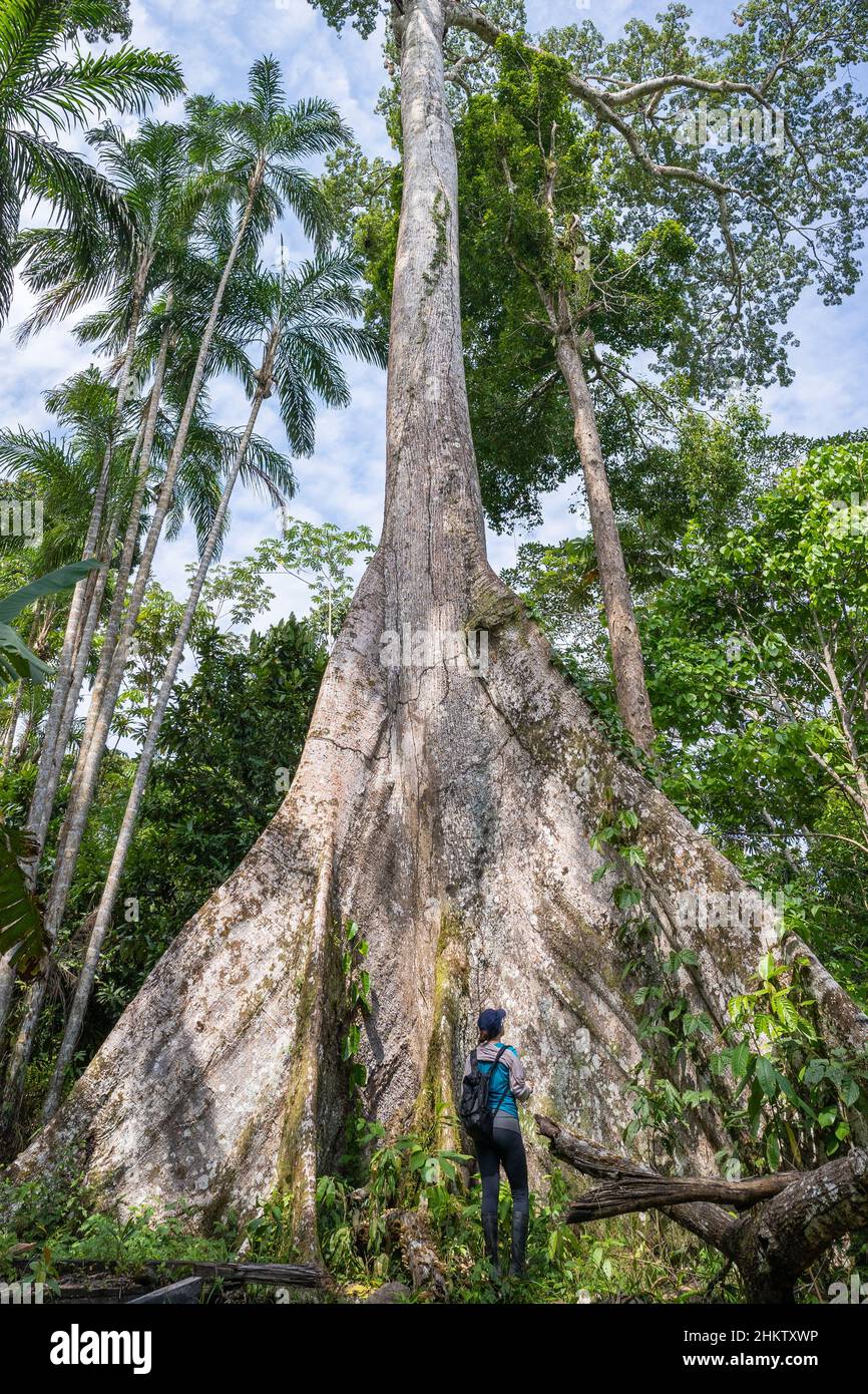 Un ceiba, albero gigante della foresta amazzonica, vicino al villaggio di Puerto Nariño, Amazonia, Colombia Foto Stock
