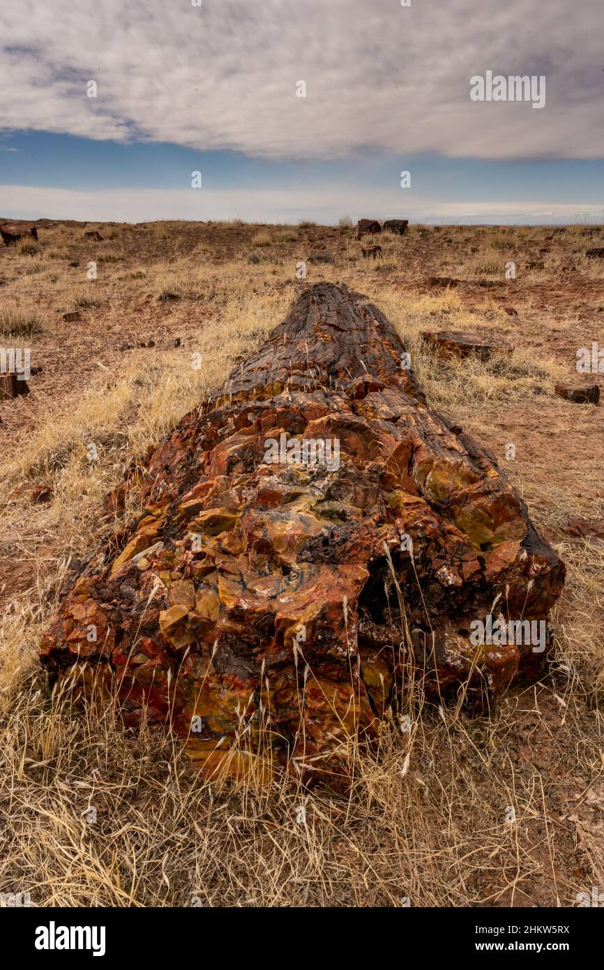 Lungo ceppo di legno pietrificato si trova nel deserto nel Parco Nazionale della Foresta pietrificata Foto Stock