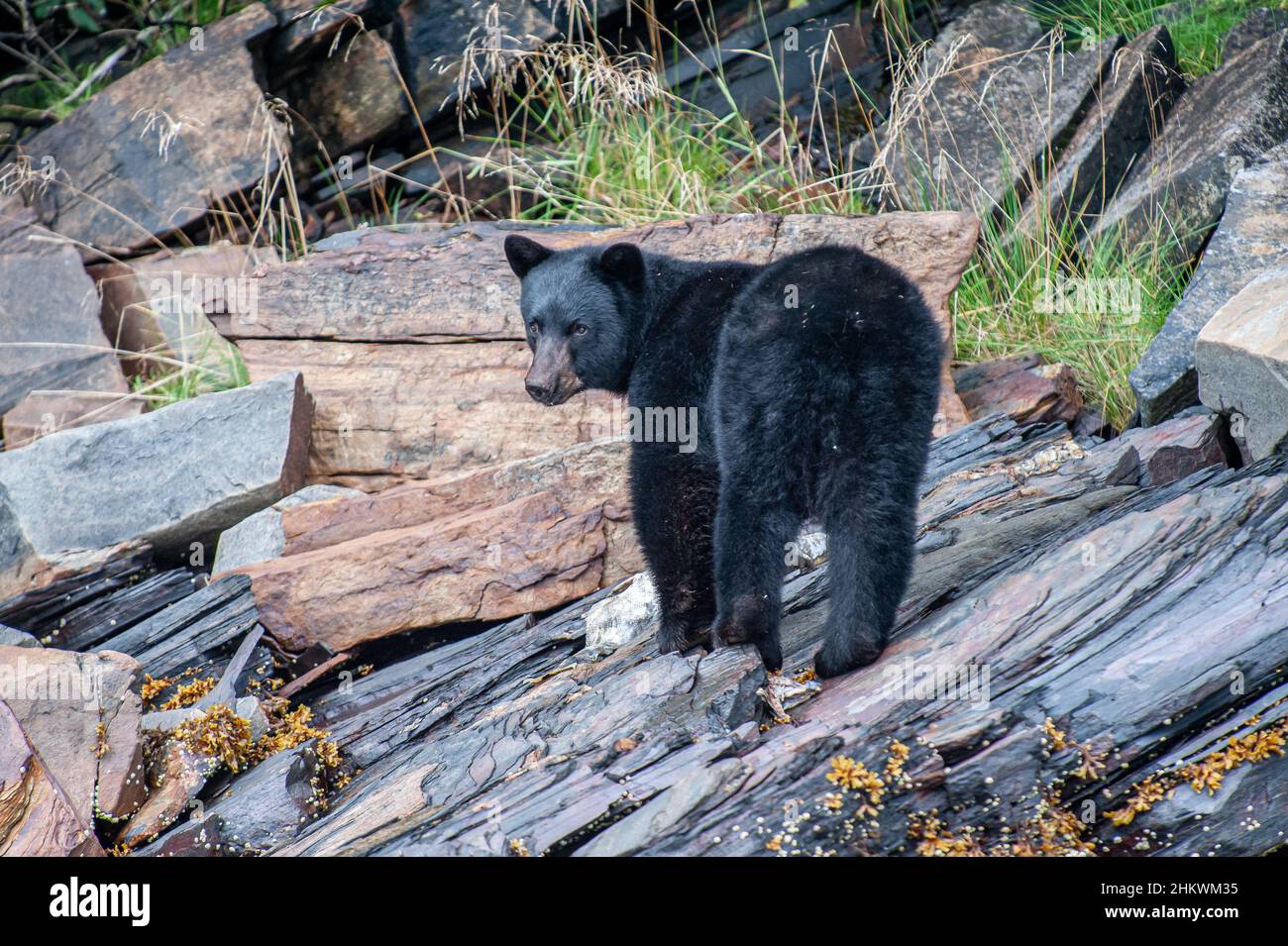 Orso nero Ursus americanus selvaggio orso nero americano mangiare salmone vicino Ketchikan Alaska Royal Caribbean crociera escursione all'interno di Passage - Ursus Foto Stock