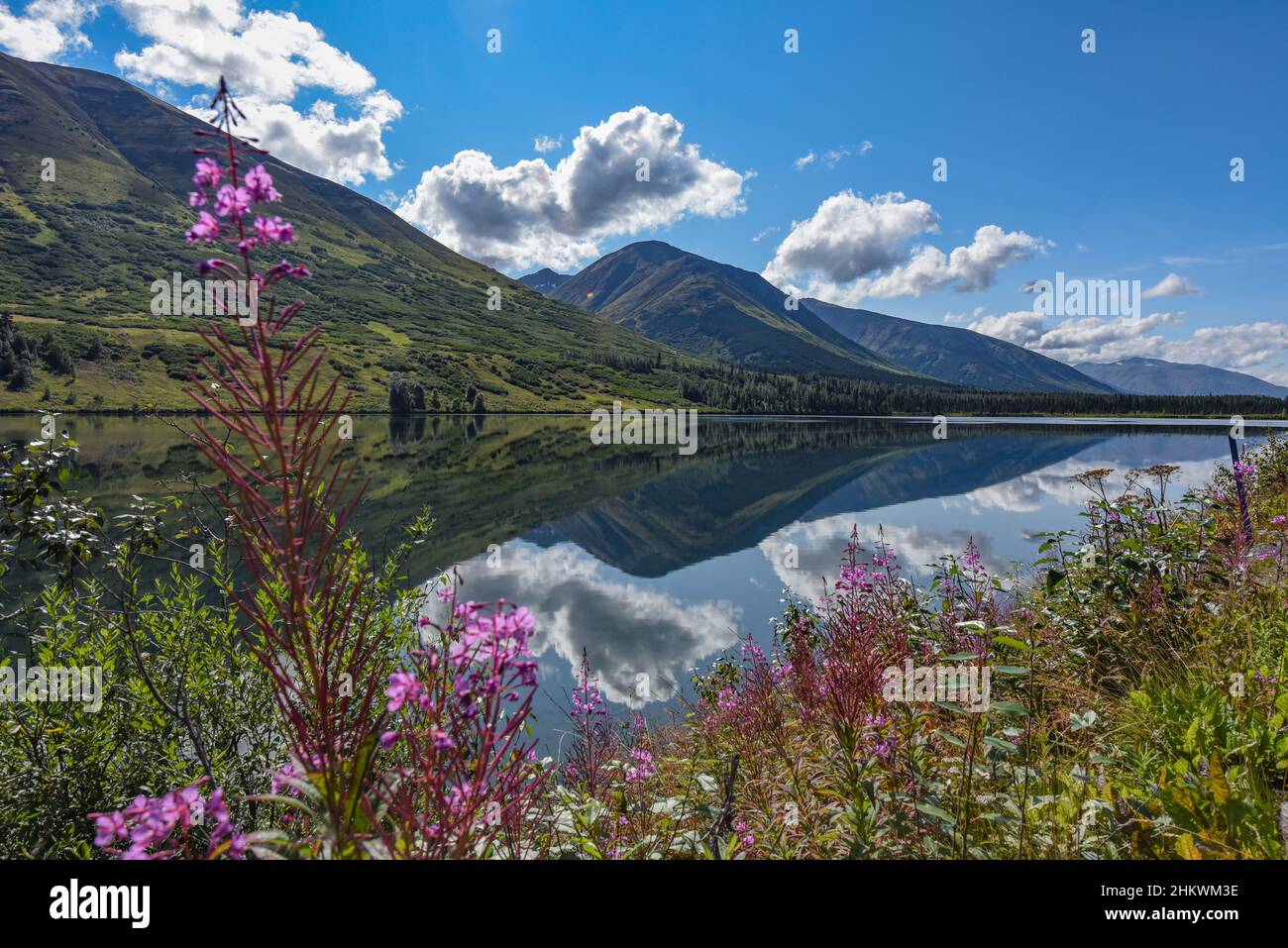 Alaskan fuochi d'artificio Chamaenerion angustifolium rosebay willowherb lungo la strada Seward - famiglia Onagraceae - bomba Foto Stock