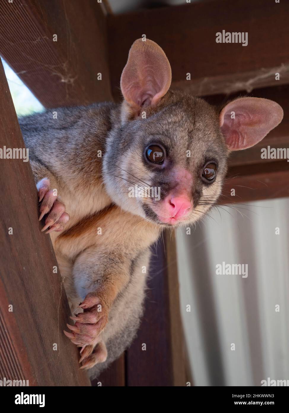 Carino comune possum brushtail, Trichosurus vulpecula nei travi di un capannone di stagno in Australia rurale. Foto Stock