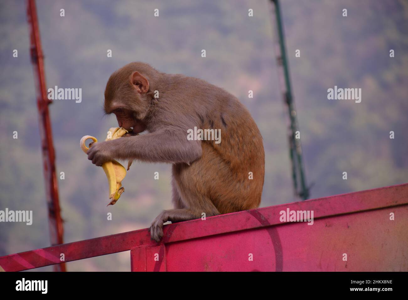 scimmia affamata impegnata a mangiare una banana. Foto Stock