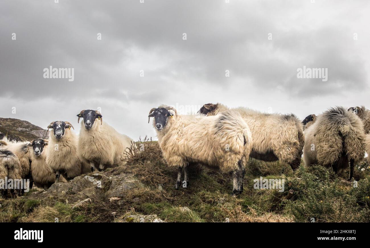 Allihies, Cork, Irlanda. 05th Febbraio, 2022. Le pecore si riuniscono su una collina fuori Allihies a West Cork, Irlanda. - Credit; David Creedon / Alamy Live News Foto Stock