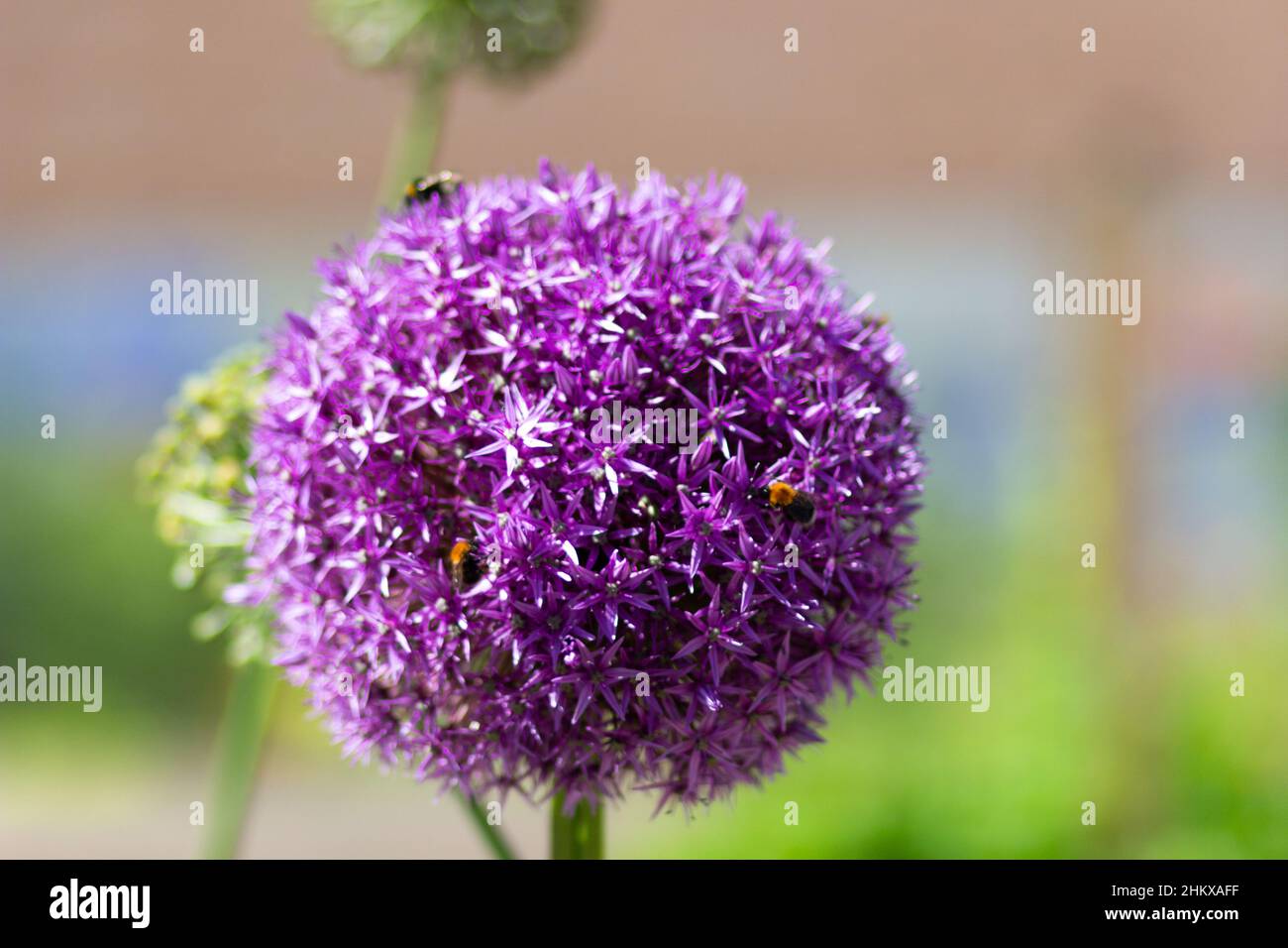 Palla di fiore testa di viola allio Foto Stock