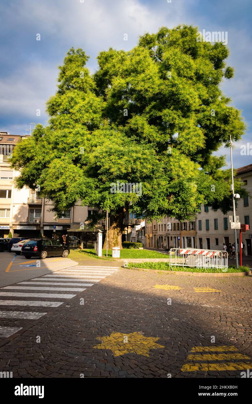 Maestoso albero di Sophora Japonica in Piazza Isola a Feltre, Belluno, Italia Foto Stock