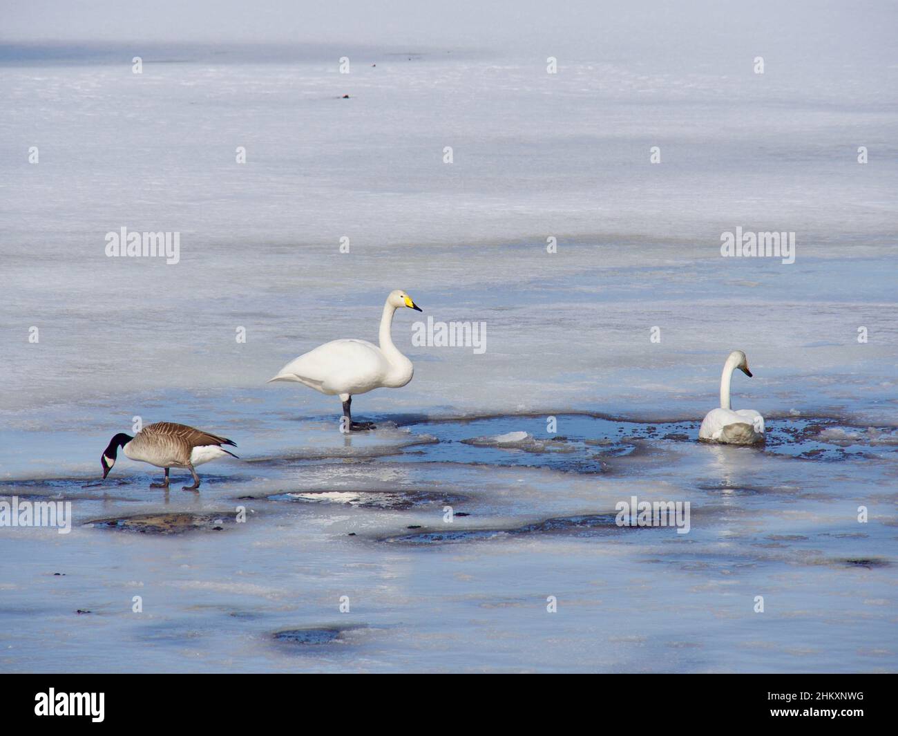 Amore per i cigni, lago nel nord della Svezia Foto Stock