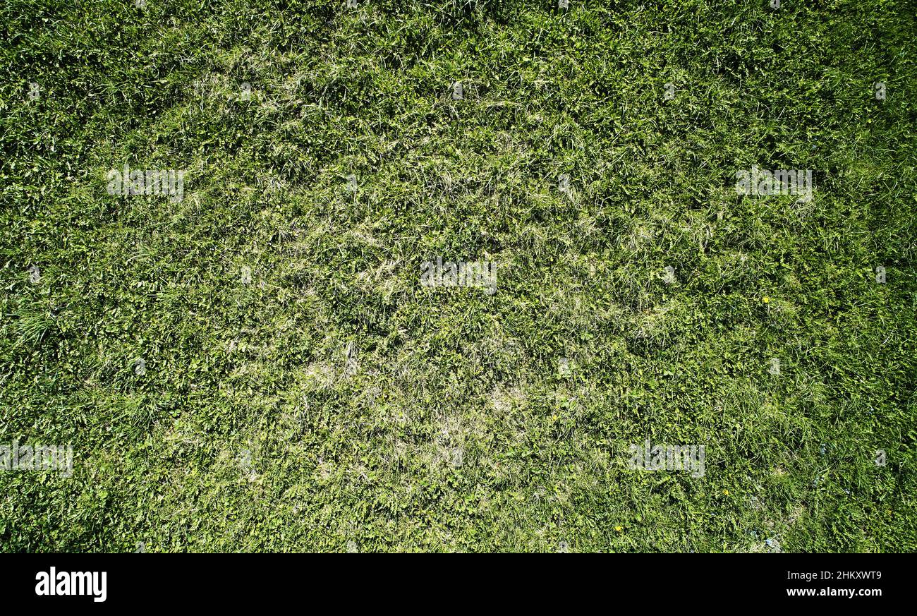 Erba verde prato sfondo sopra la parte superiore vies drone. Modello erba astratta Foto Stock