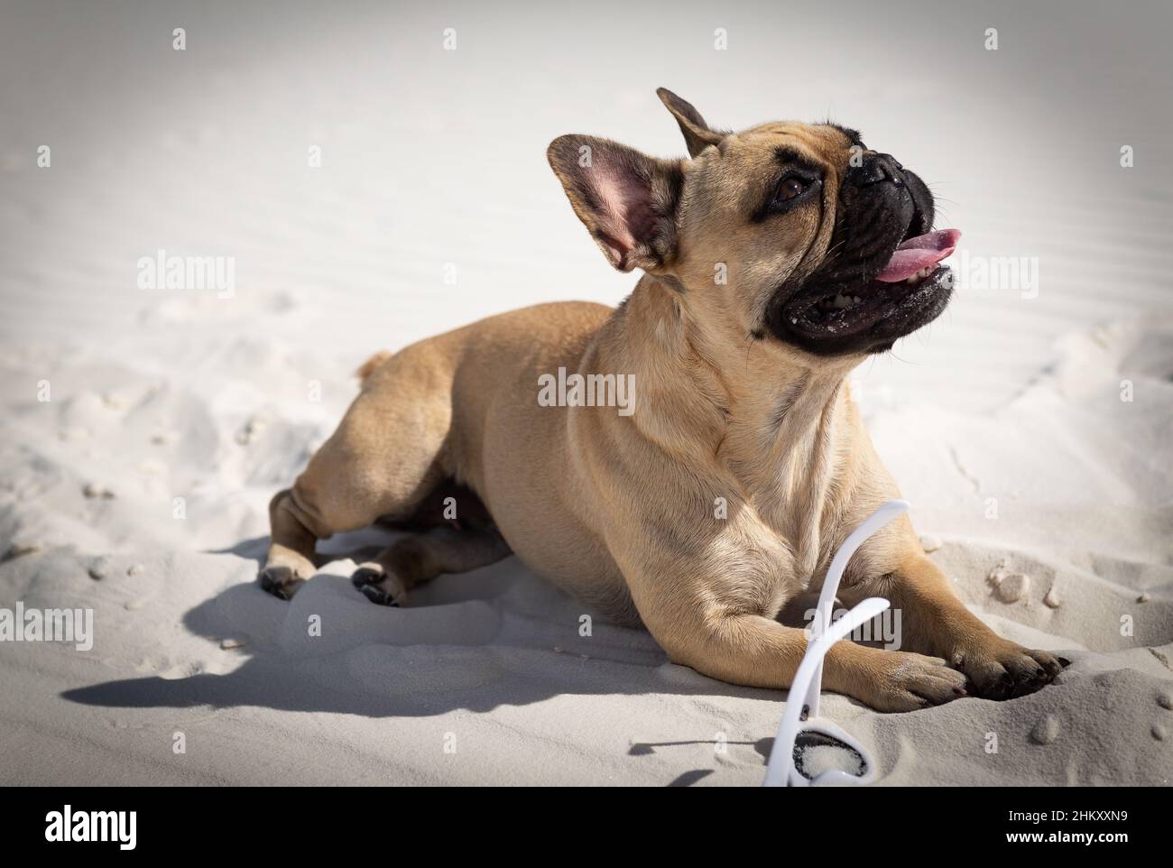 Bulldog francese nella sabbia. Foto Stock