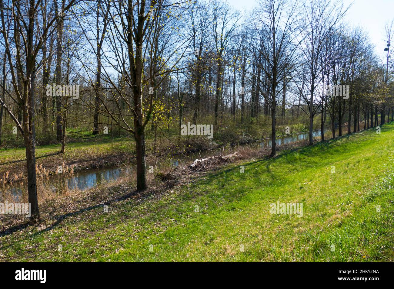 Rheinniederungs Kanal Landschaft bei Iffezheim Foto Stock