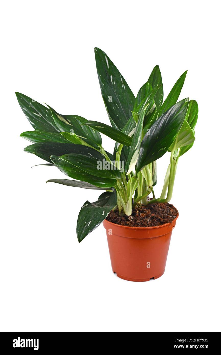 Pianta tropicale 'Monstera Standleyana' con foglie variagate bianche su sfondo bianco Foto Stock