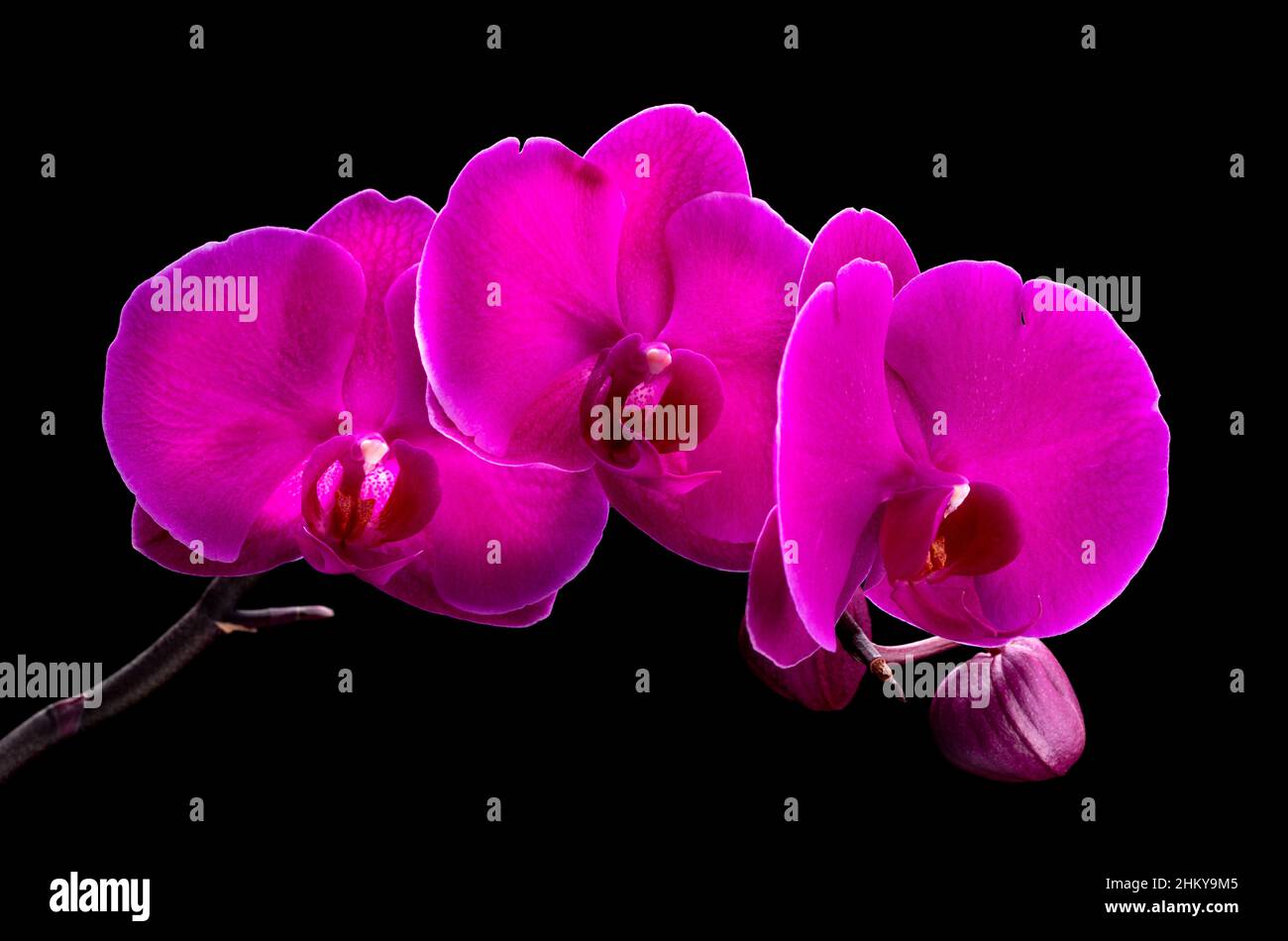 Rosa bella orchidea ramo isolato su sfondo nero Foto Stock