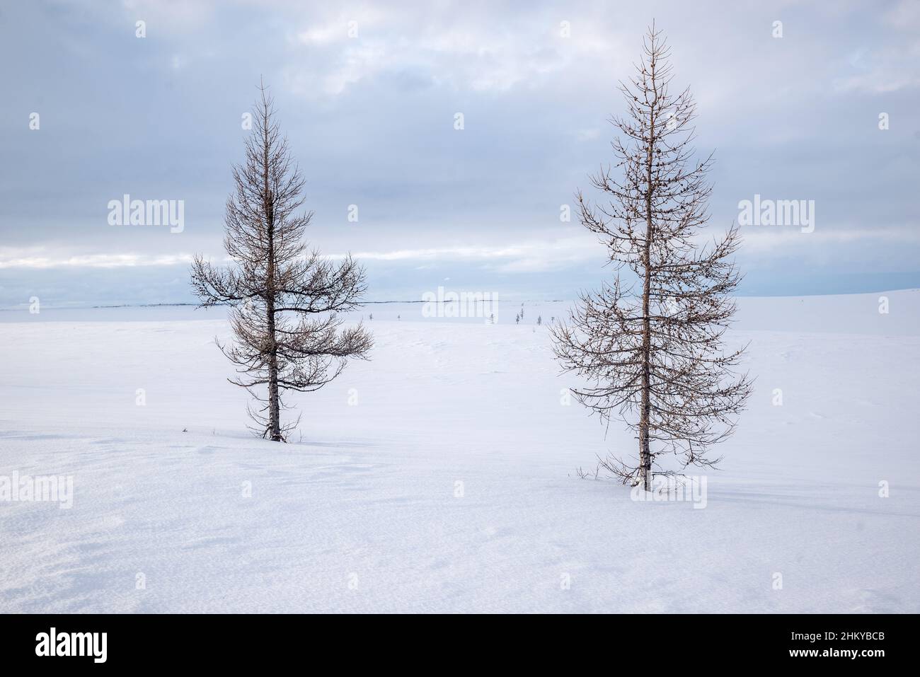 Alberi solitari in un paesaggio di tundra bianco neve. Okrug autonomo Yamalo-Nenets, Russia Foto Stock