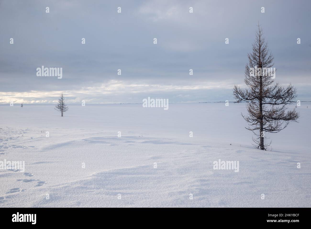 Alberi solitari in un paesaggio di tundra bianco neve. Okrug autonomo Yamalo-Nenets, Russia Foto Stock